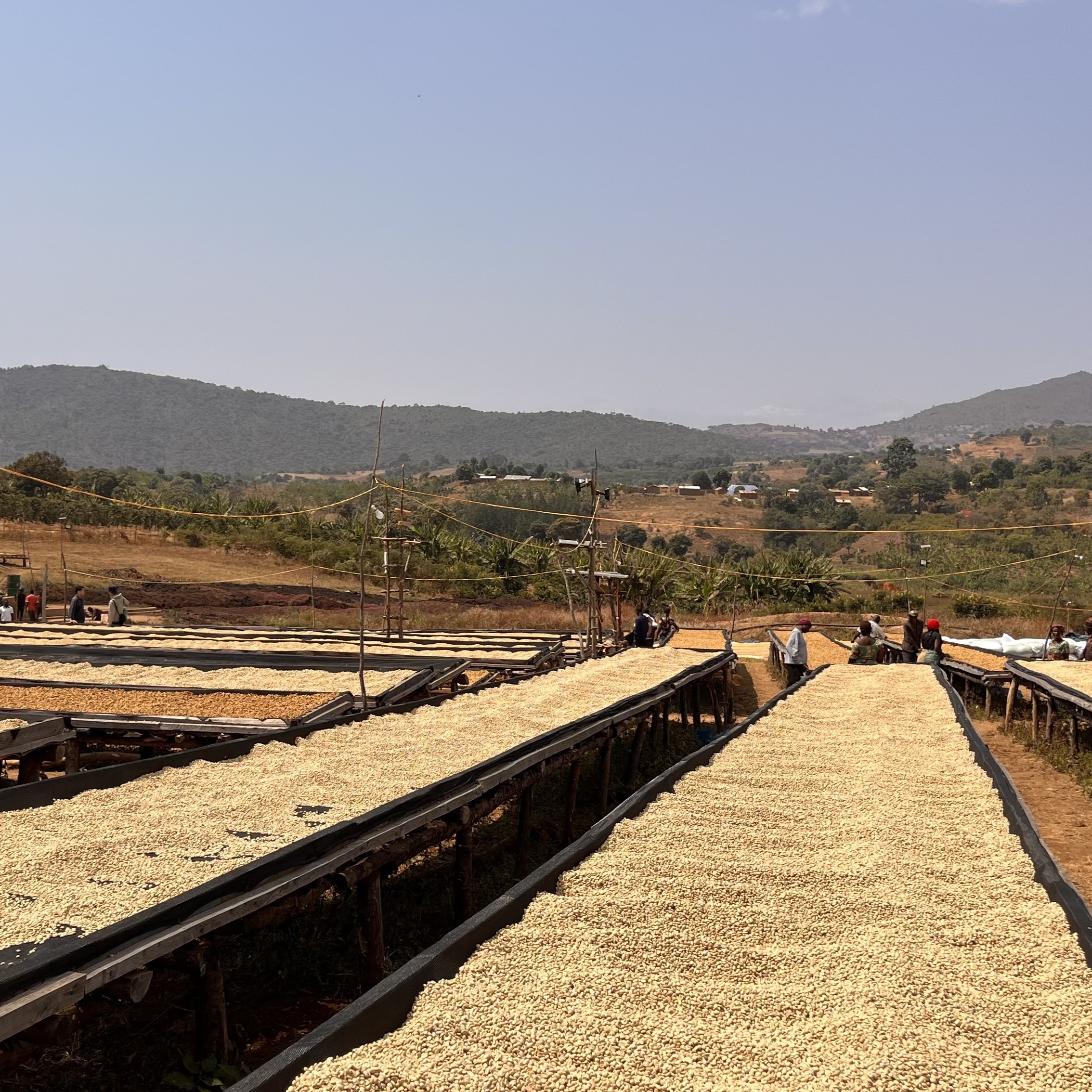 Tanzania Nsoga Washed(25/26年クロップ) | ORIGIN COUNTRIES for